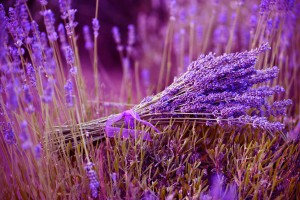 Lavanda_piante_aromatiche