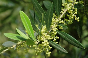 Olive_fiori_di_bach