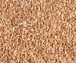 Farro perlato biologico